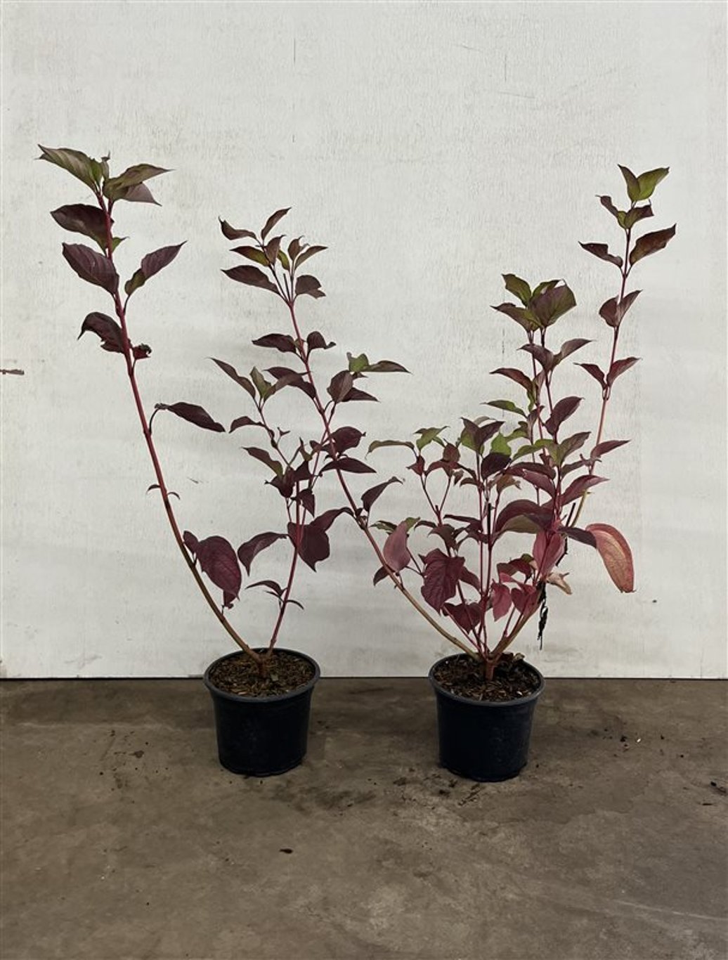 Cornus alba 'Sibirica' - C2 40-60 CM